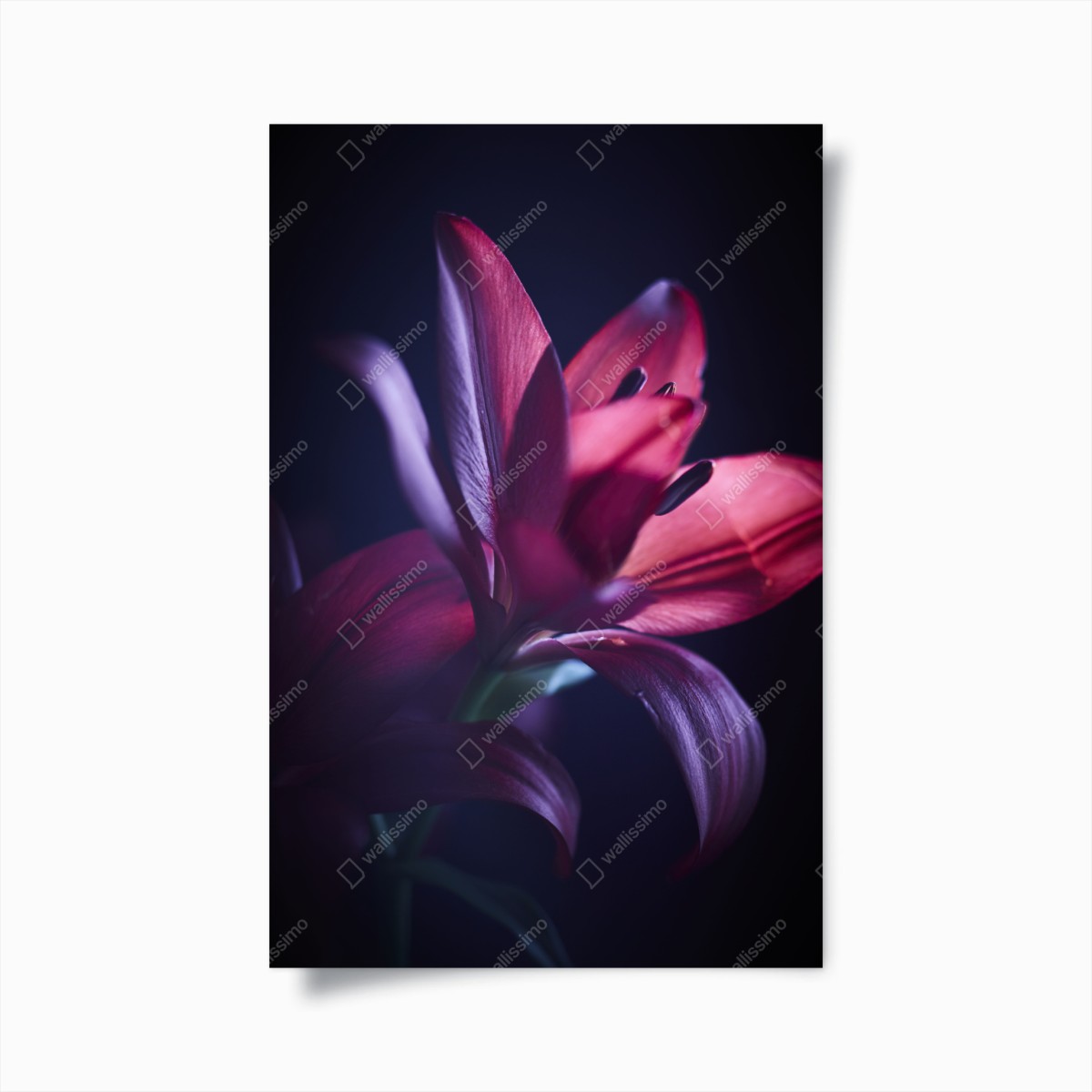 Poster crimson lily close-up • Wallissimo® Poster crimson lily close-up • Wallissimo®