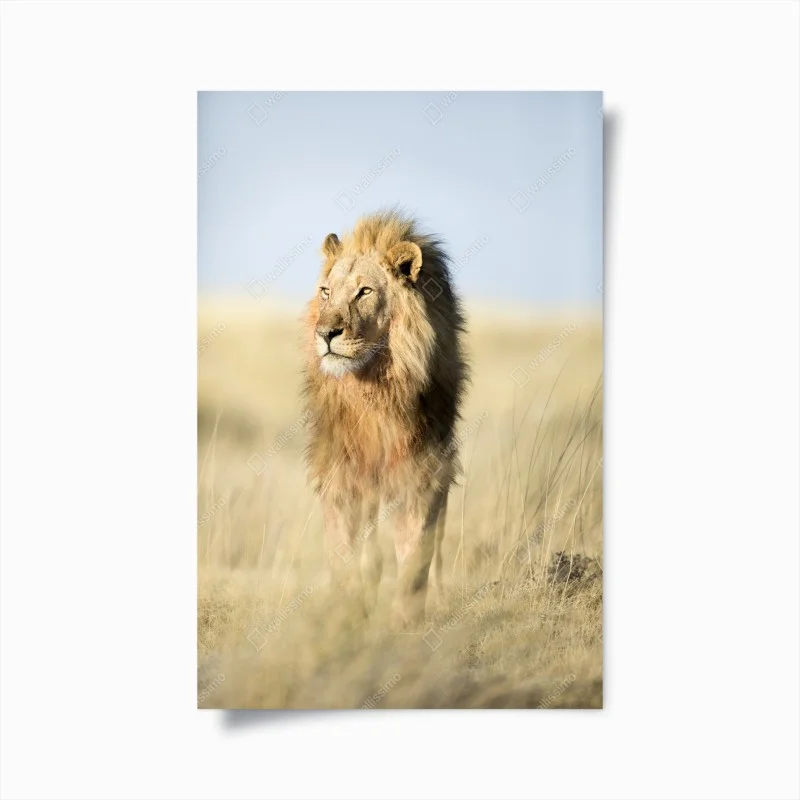 Poster majestic African lion in grassland