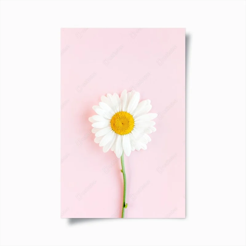 Poster white daisy on pastel pink background