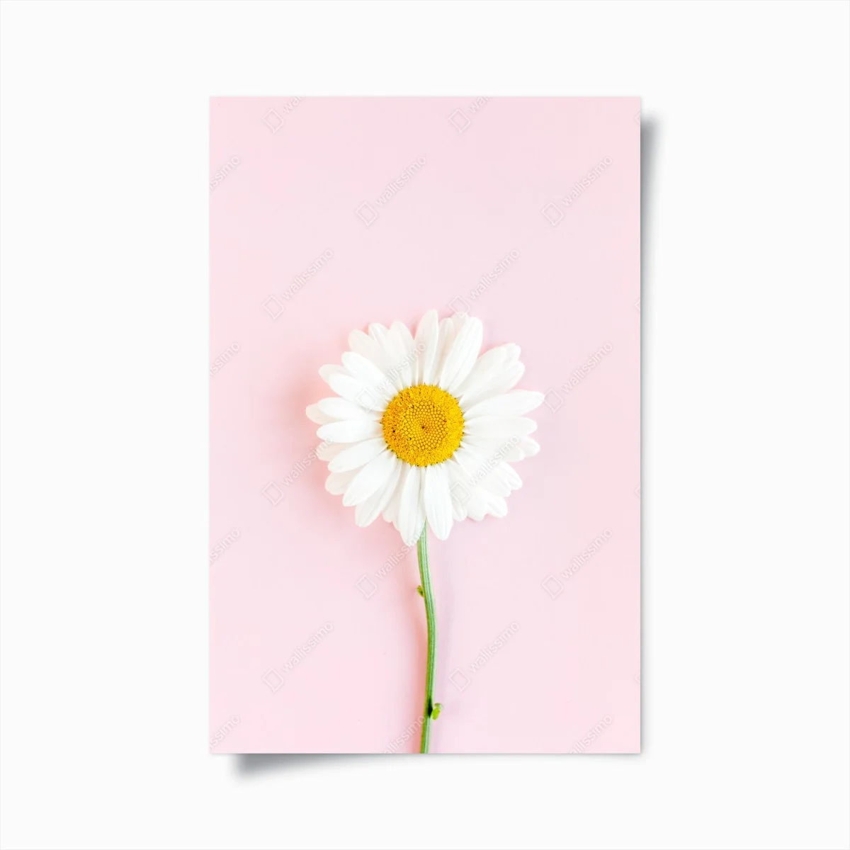 Poster white daisy on pastel pink background ⁕ Wallissimo® Poster white daisy on pastel pink background ⁕ Wallissimo®