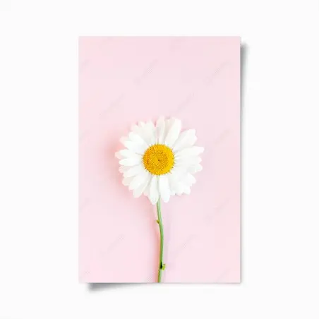 Poster white daisy on pastel pink background • Wallissimo®