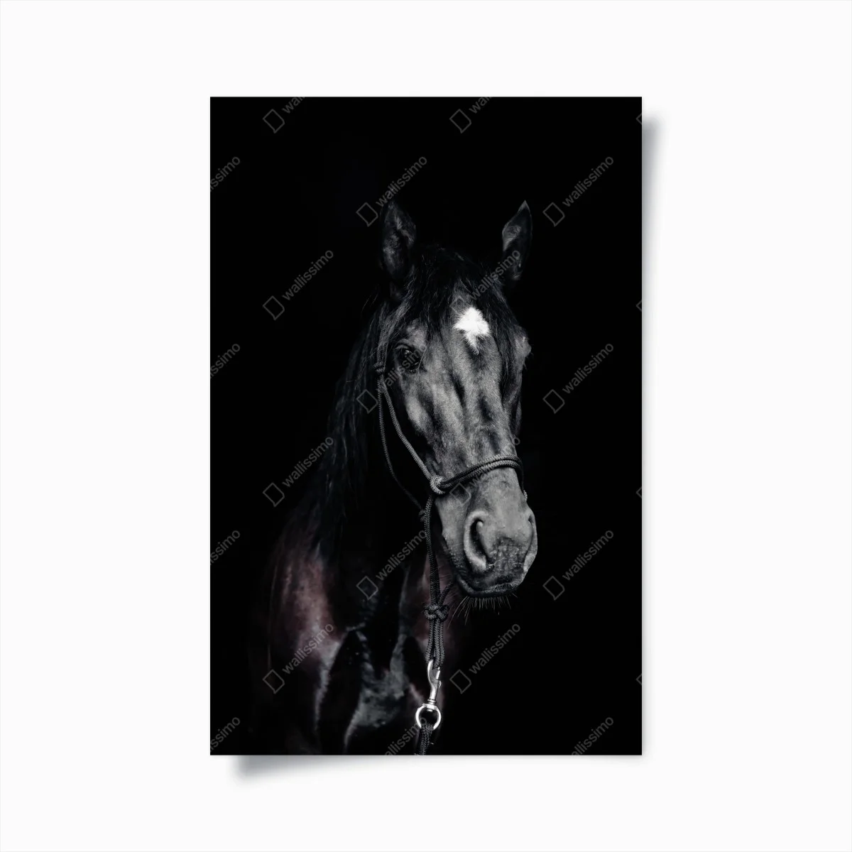 Poster majestic horse portrait ⁕ Wallissimo® Poster majestic horse portrait ⁕ Wallissimo®