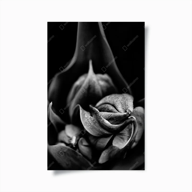 Poster monochrome floral close-up with dewy petals