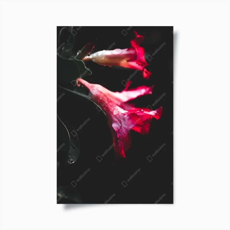 Poster pink trumpet flowers with dewdrops