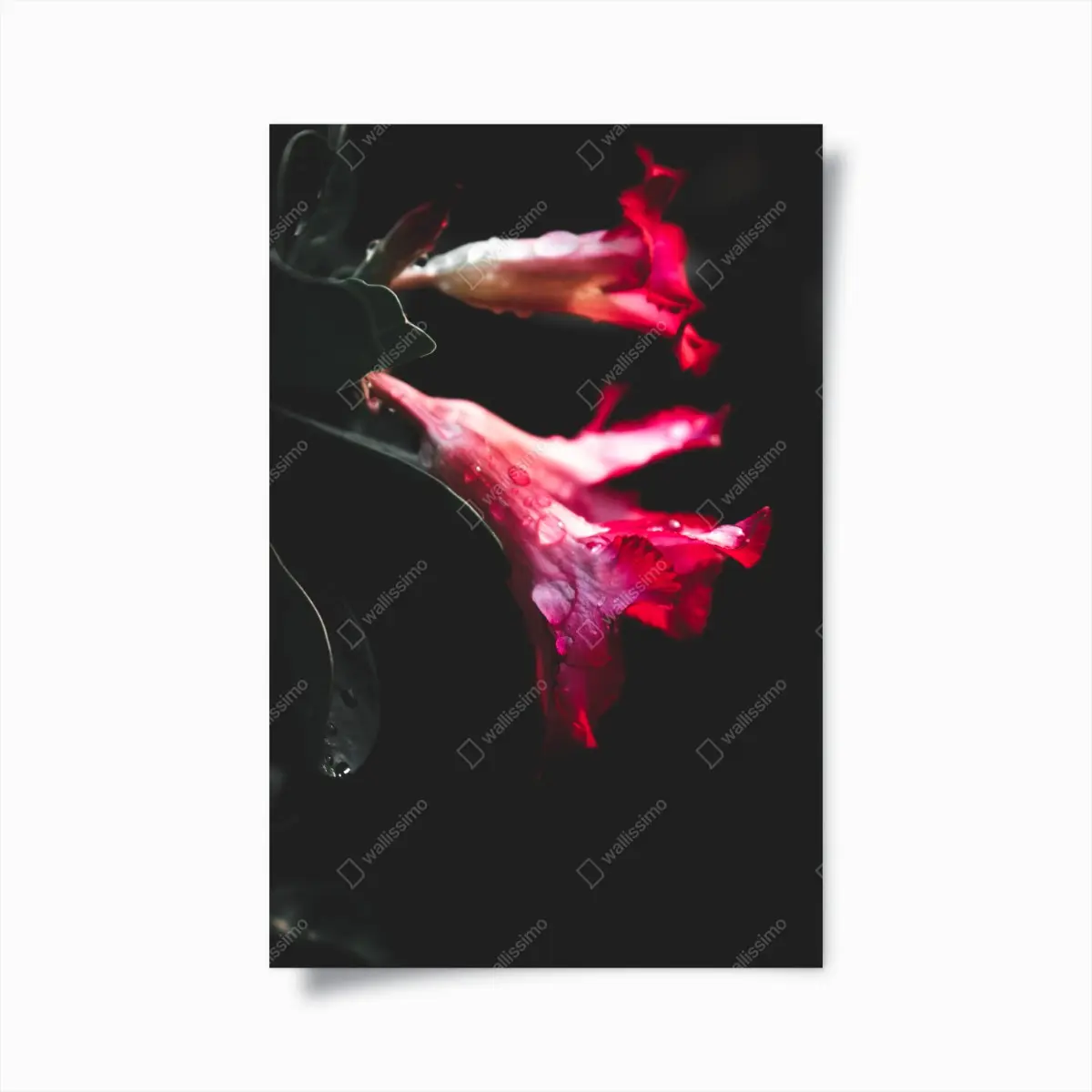 Poster pink trumpet flowers with dewdrops • Wallissimo® Poster pink trumpet flowers with dewdrops • Wallissimo®