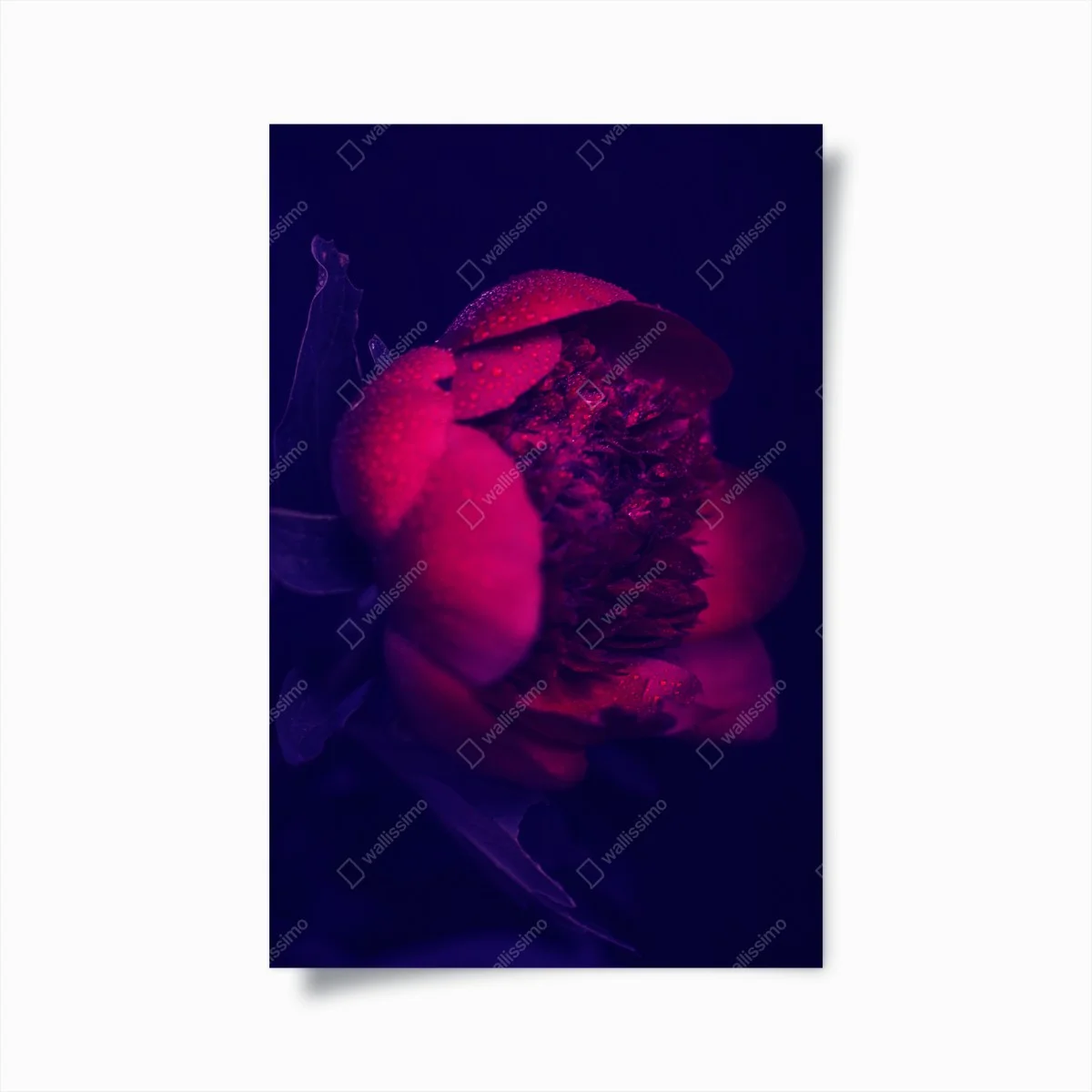 Poster moody pink peony close-up ⁕ Wallissimo® Poster moody pink peony close-up ⁕ Wallissimo®