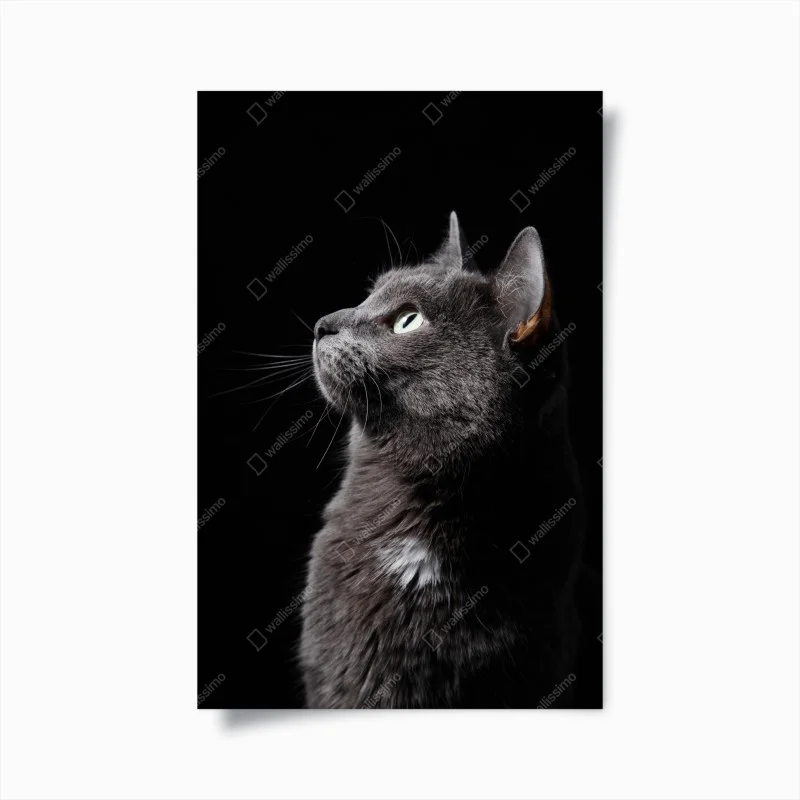 Poster elegant gray cat portrait