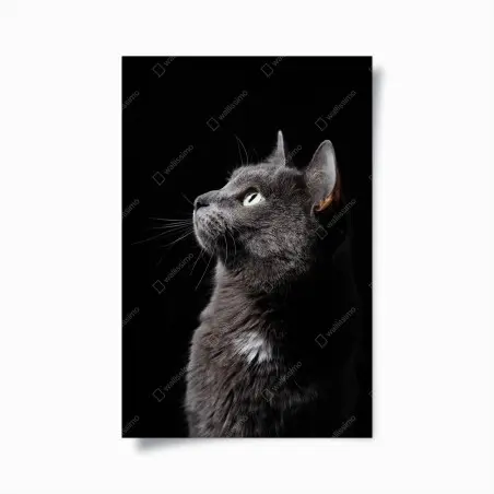 Poster elegant gray cat portrait • Wallissimo®
