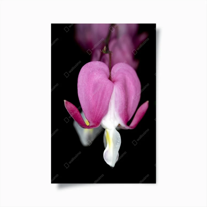 Poster delicate pink bleeding heart close-up