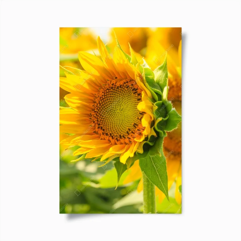 Poster sunflower bloom close-up