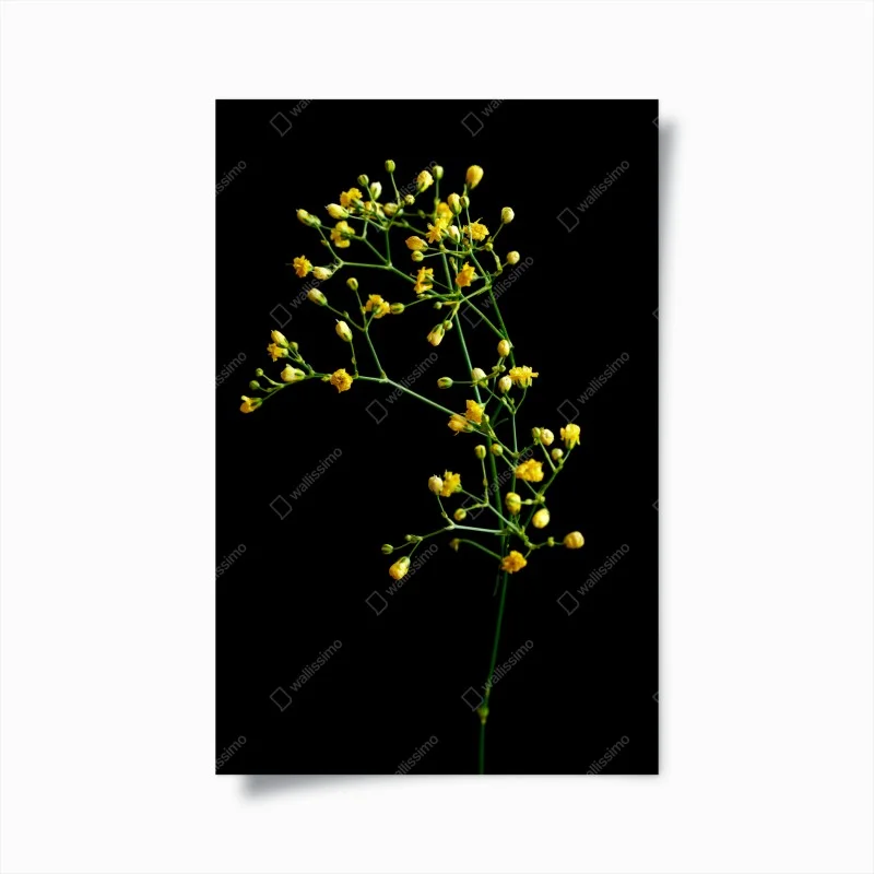 Poster delicate yellow gypsophila on black
