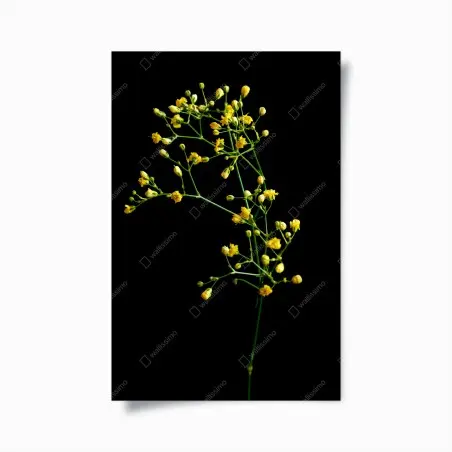 Poster delicate yellow gypsophila on black • Wallissimo®