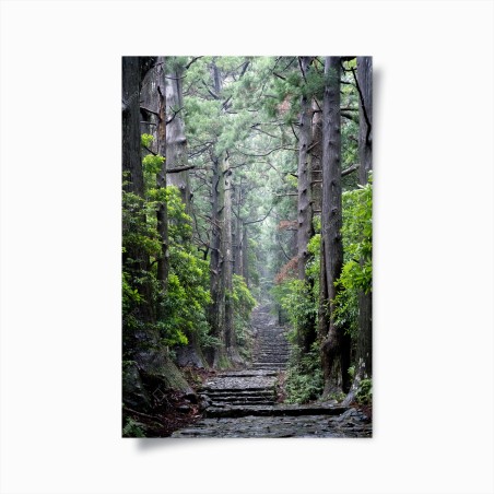 Poster misty forest path through ancient trees • Wallissimo®