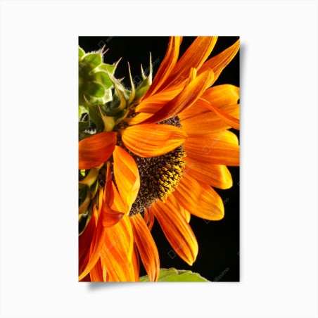 Poster vibrant orange sunflower close-up • Wallissimo®