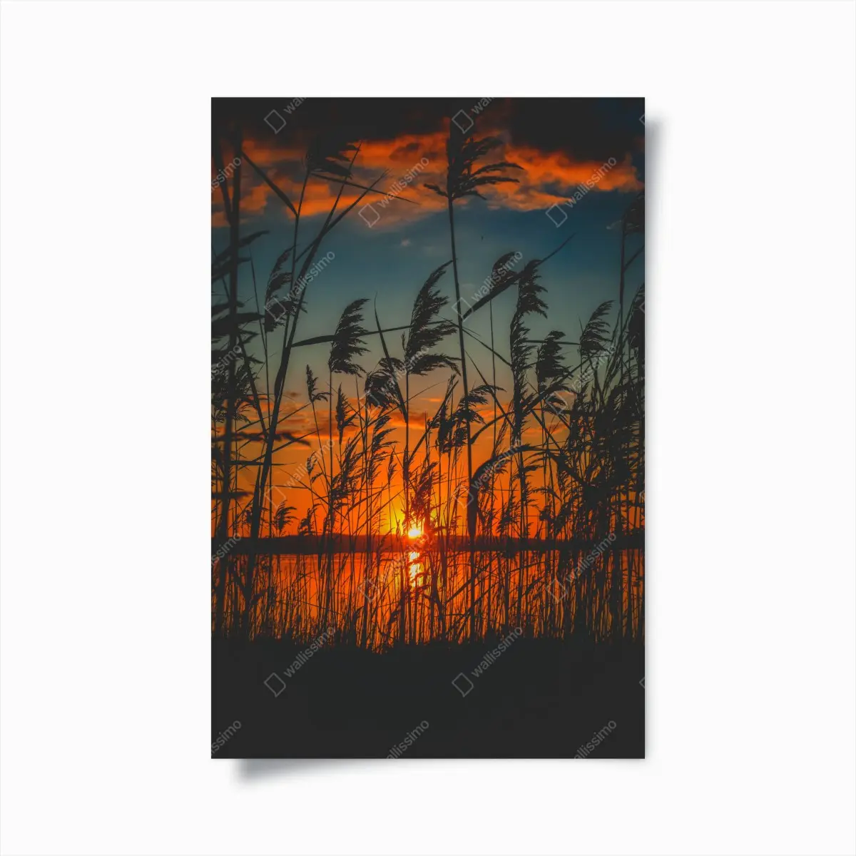 Poster sunset over lake with silhouetted reeds • Wallissimo® Poster sunset over lake with silhouetted reeds • Wallissimo®