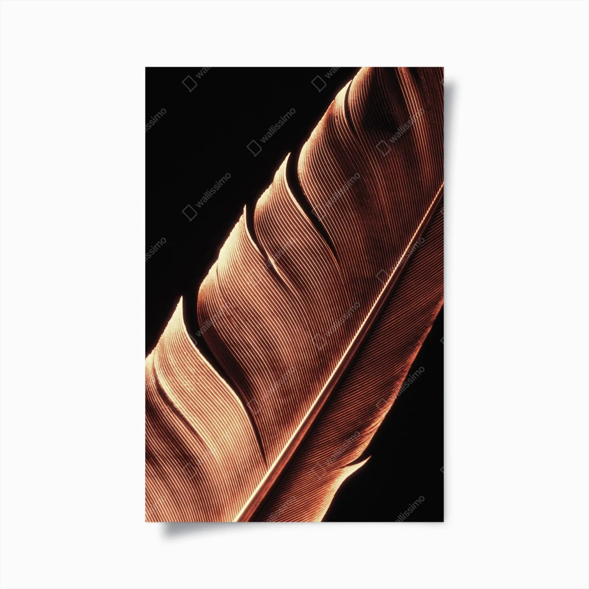 Poster golden feather macro on black ⁕ Wallissimo® Poster golden feather macro on black ⁕ Wallissimo®