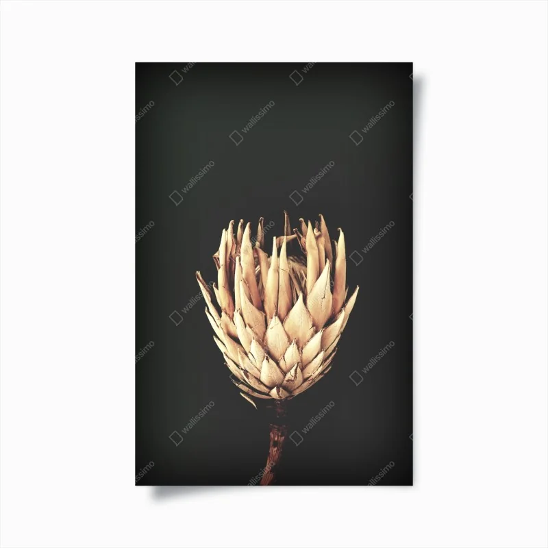 Poster vintage protea bloom in sepia
