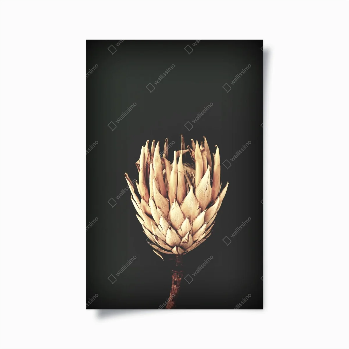 Poster vintage protea bloom in sepia • Wallissimo® Poster vintage protea bloom in sepia • Wallissimo®