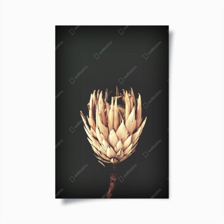 Poster vintage protea bloom in sepia • Wallissimo®
