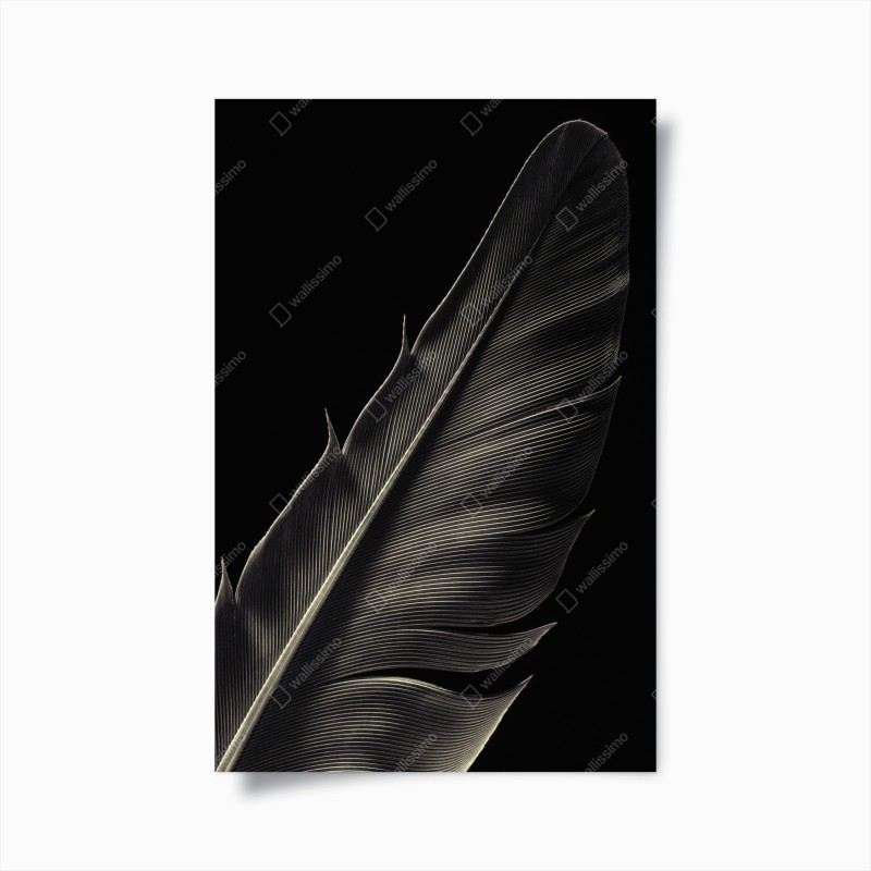 Poster delicate feather study in monochrome