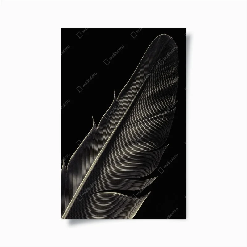 Poster delicate feather study in monochrome