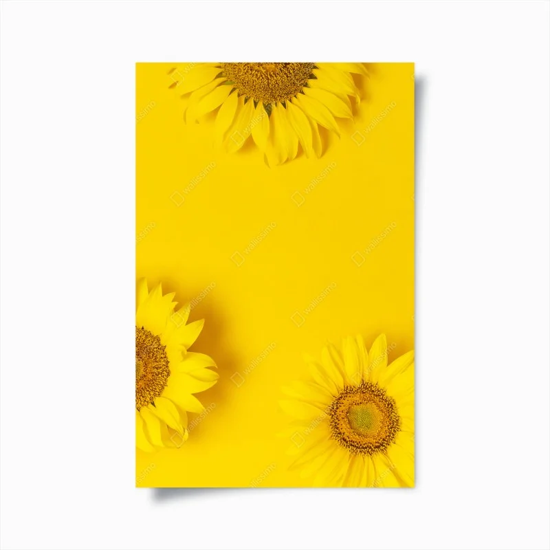 Poster sunflower trio on yellow background