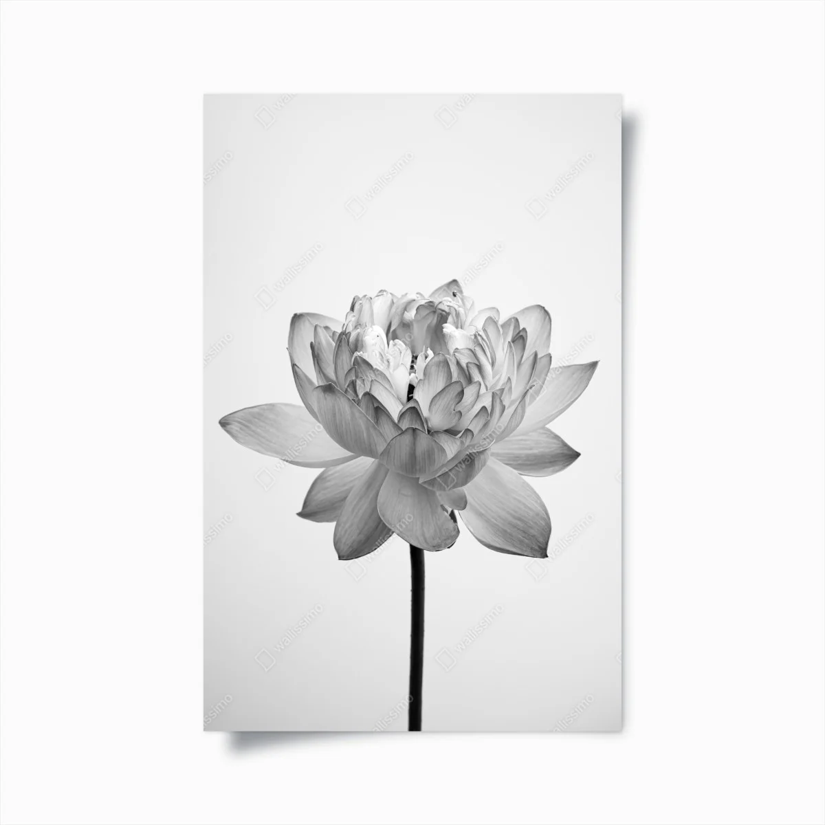 Poster serene lotus in grayscale ⁕ Wallissimo® Poster serene lotus in grayscale ⁕ Wallissimo®