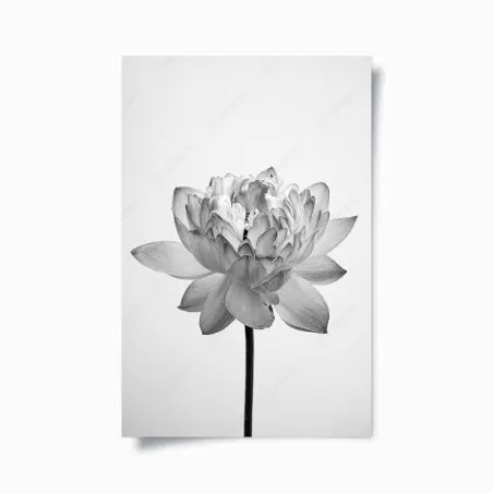 Poster serene lotus in grayscale • Wallissimo®
