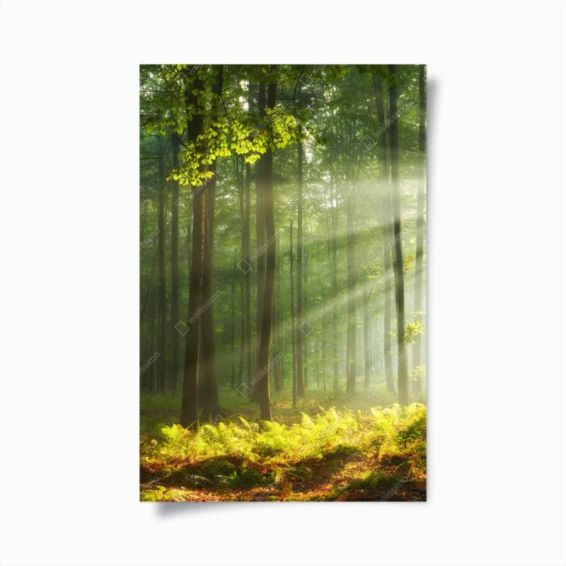 Poster sunlit morning in the forest