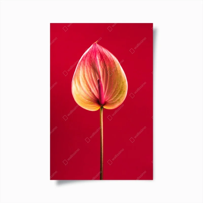 Poster elegant anthurium on red background