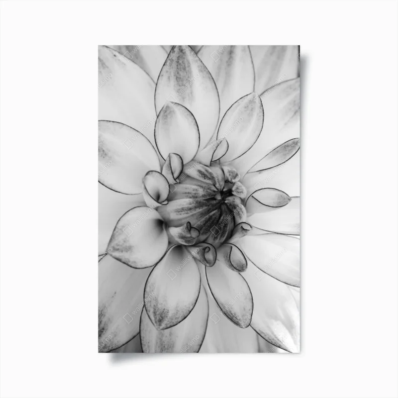 Poster monochrome dahlia close-up