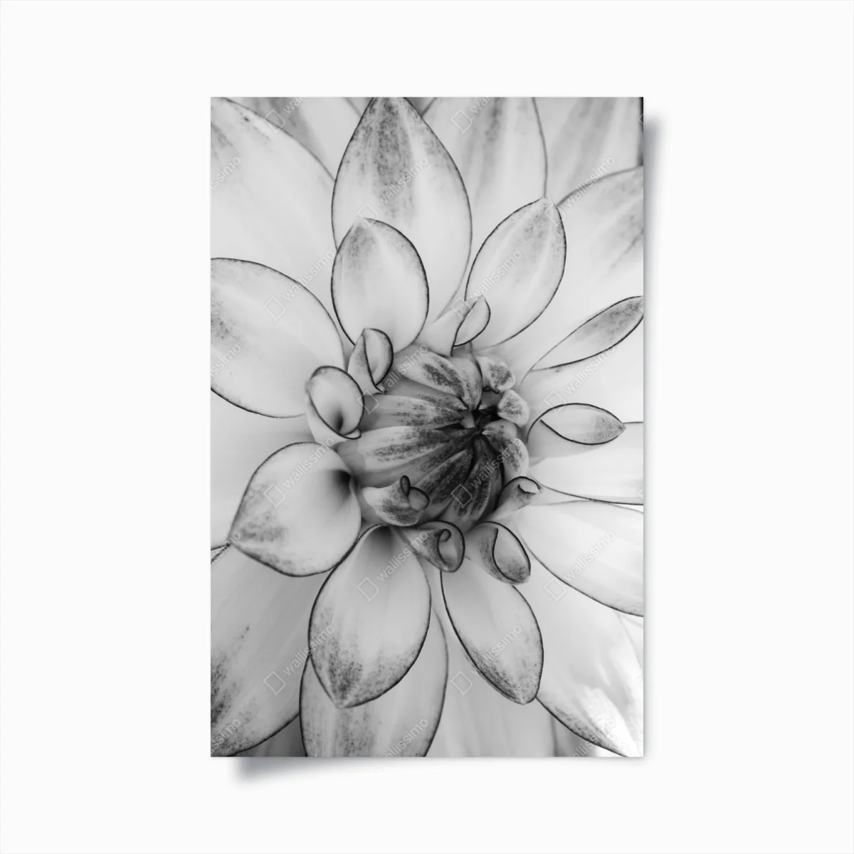 Poster monochrome dahlia close-up • Wallissimo® Poster monochrome dahlia close-up • Wallissimo®