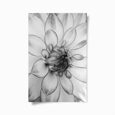Poster monochrome dahlia close-up • Wallissimo®