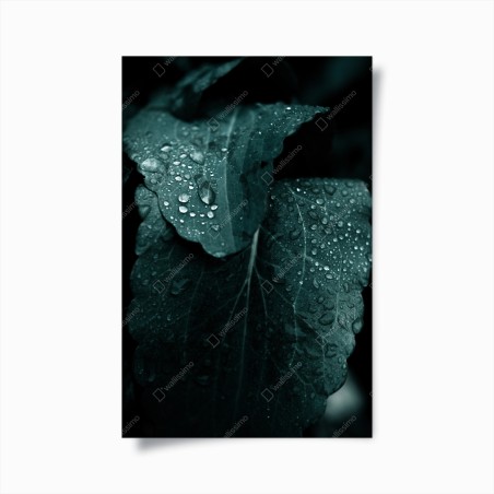 Poster teal dewdrops on leaves • Wallissimo®