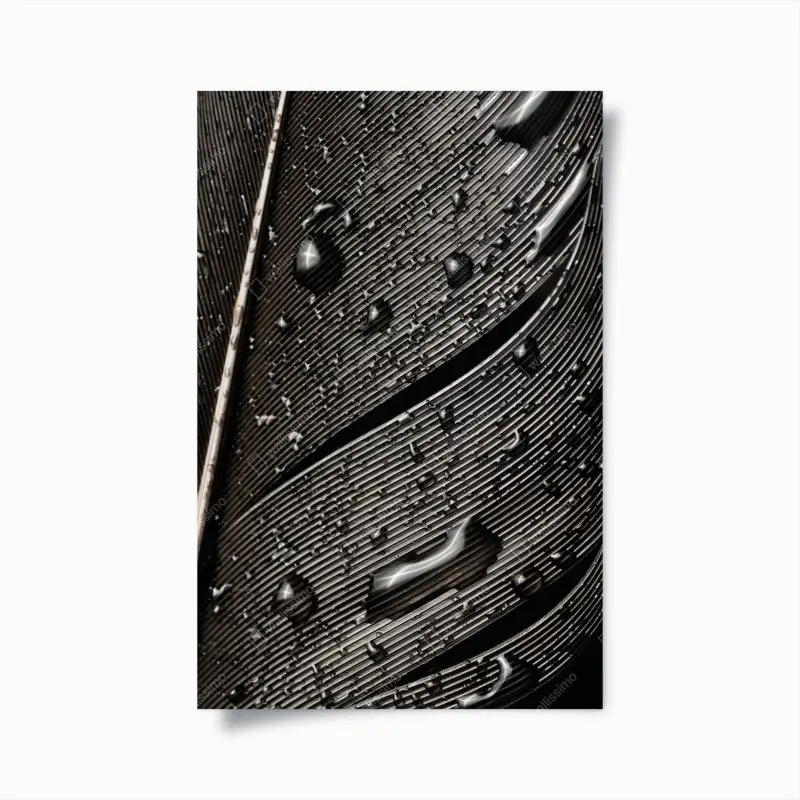 Poster monochrome feather with water droplets