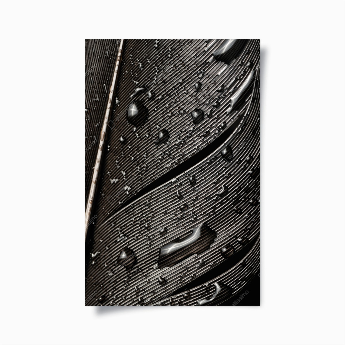 Poster monochrome feather with water droplets • Wallissimo®