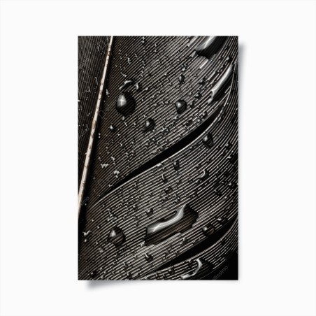 Poster monochrome feather with water droplets • Wallissimo®