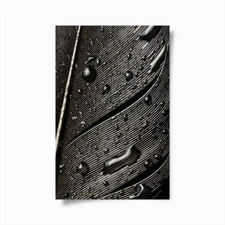 Poster monochrome feather with water droplets • Wallissimo®