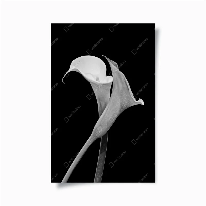 Poster elegant calla lilies in monochrome