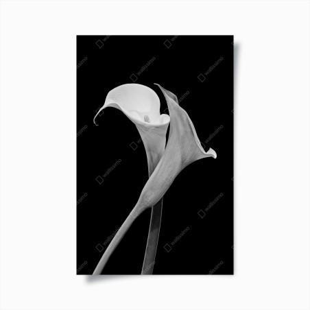 Poster elegant calla lilies in monochrome • Wallissimo®