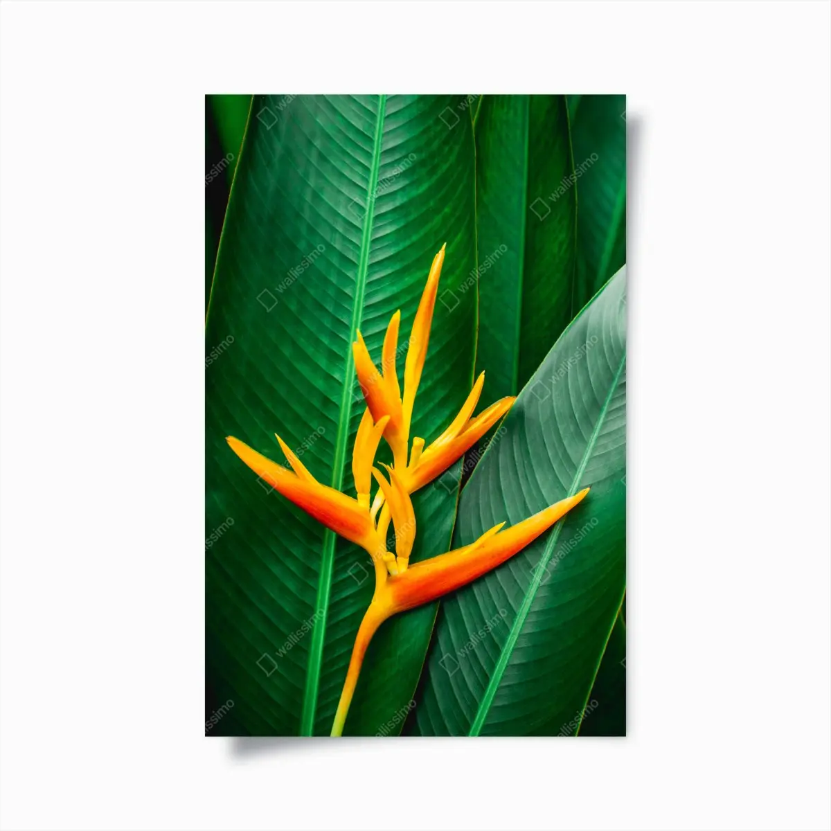 Poster vibrant heliconia bloom on green leaves • Wallissimo®