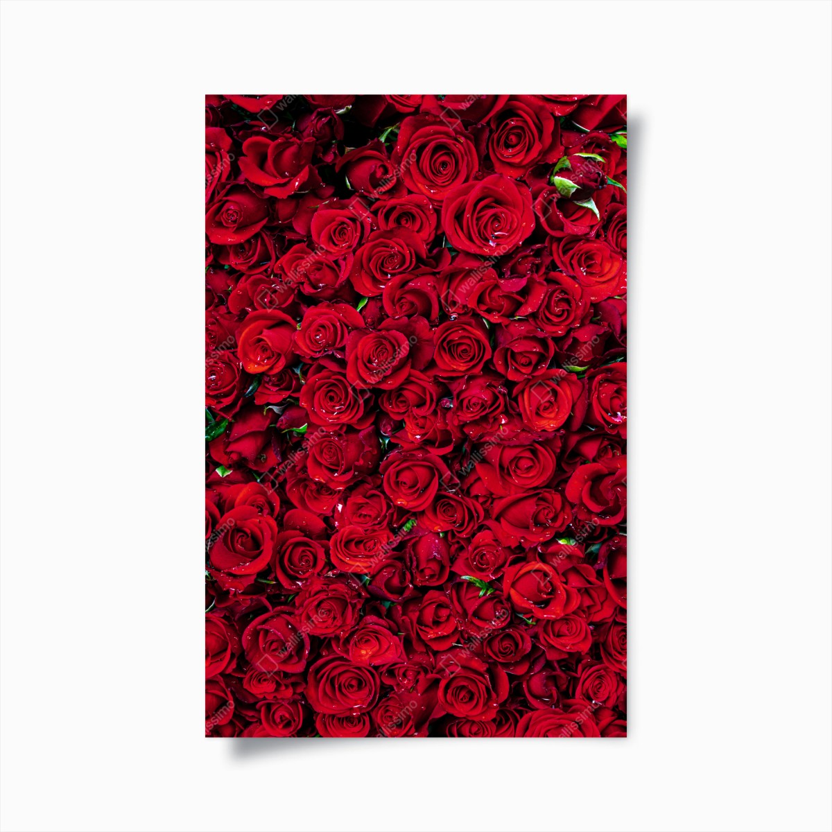 Poster lush red roses close-up • Wallissimo® Poster lush red roses close-up • Wallissimo®