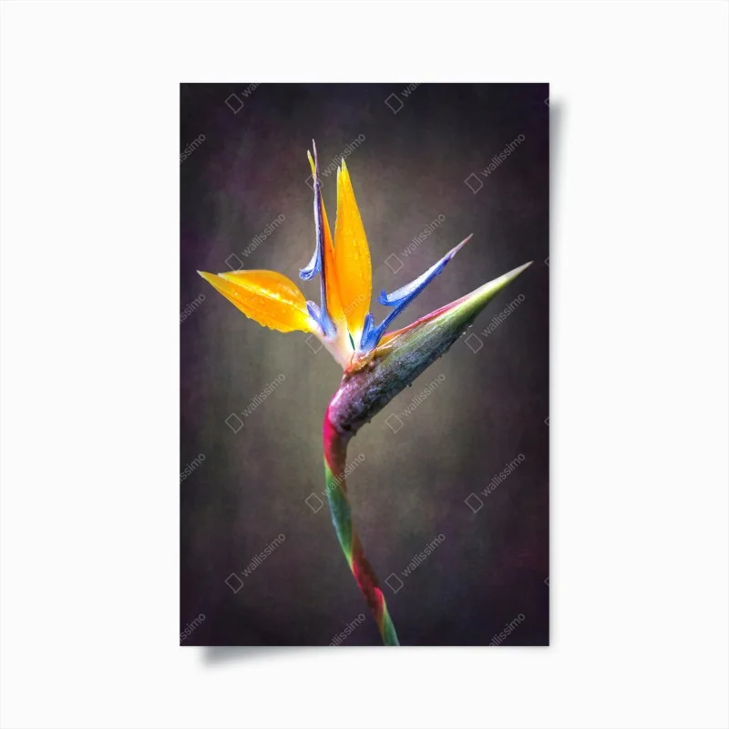 Poster strelitzia bloom in vivid color