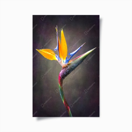 Poster strelitzia bloom in vivid color • Wallissimo®