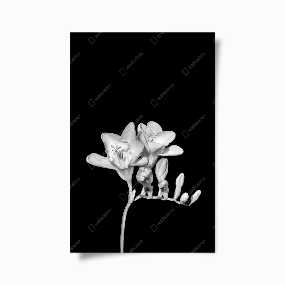 Poster elegant monochrome freesia bloom ⁕ Wallissimo® Poster elegant monochrome freesia bloom ⁕ Wallissimo®