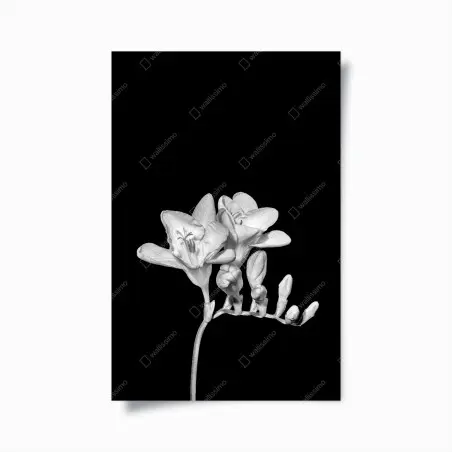 Poster elegant monochrome freesia bloom • Wallissimo®