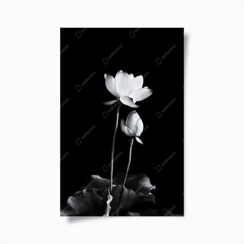 Poster white lotus in monochrome