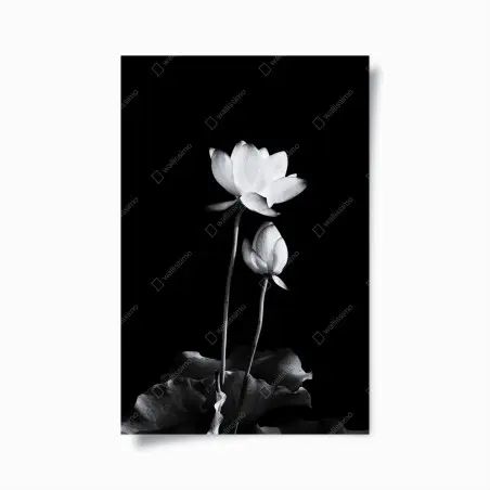 Poster white lotus in monochrome • Wallissimo®