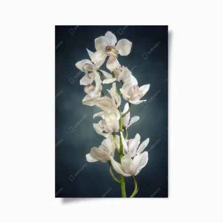 Poster delicate white orchids on teal background • Wallissimo®