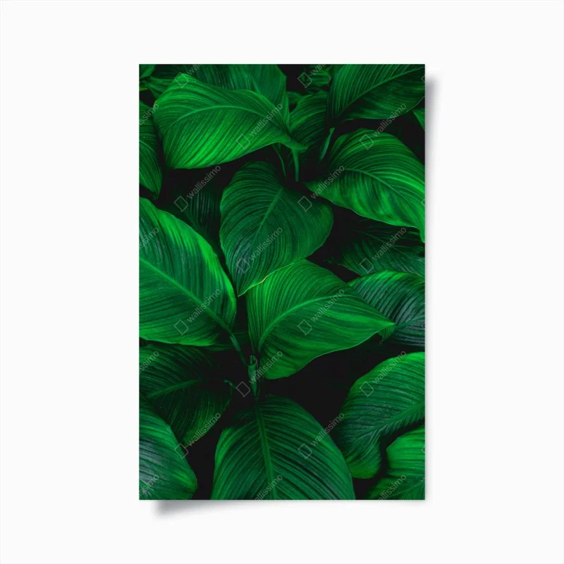 Poster lush tropical leaves wall art